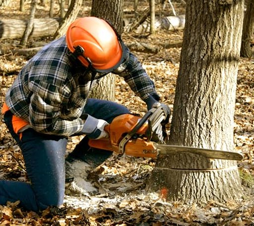 Tree Removal in Lake Luzerne, NY